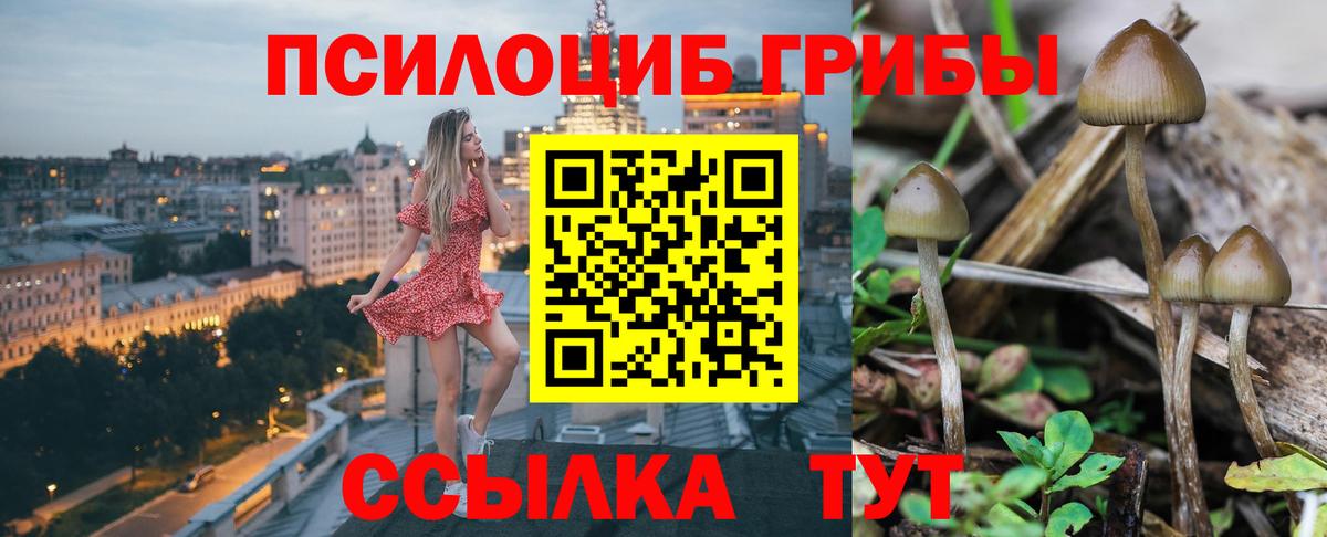 Галлюциногенные грибы Psilocybe Зеленокумск